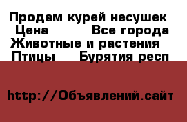 Продам курей несушек › Цена ­ 350 - Все города Животные и растения » Птицы   . Бурятия респ.